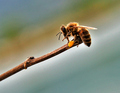 Umorna pčela 1