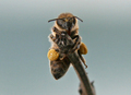 Umorna pčela