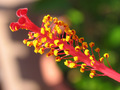 Hibiskus