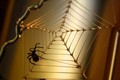 Spider from Mu…