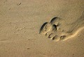 Footprint