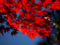 Crvena jesen