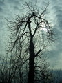 dark tree