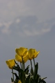 Žuti i planina