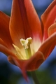 Swiss tulip