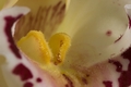 Orhideja
