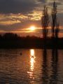 Sprženi labud …