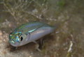 panula