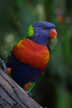 Lorikeet