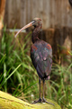 Ibis