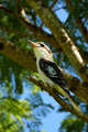 Kookaburra 