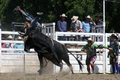 Bull riding