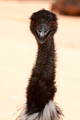 Emu