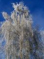 Snow Queen