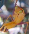 Mantis Religio…