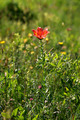 Lilium bulbife…