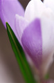 Šafran (Crocus…