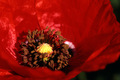 Mak (Papaver a…