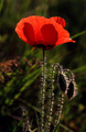 Mak (Papaver a…