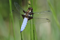 Libellula depr…