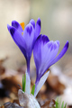 Šafran (Crocus…