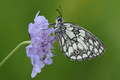 Melanargia gal…