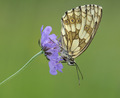 Melanargia gal…