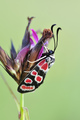 (Zygaena carni…