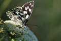 Melanargia gal…