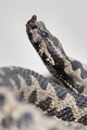 Poskok (Vipera…