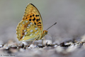 Argynnis adippe