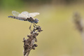 Orthetrum brun…