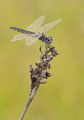 Orthetrum brun…