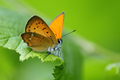 Lycaena virgau…