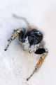 Philaeus chrys…