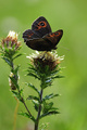 Erebia ligea 