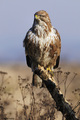 Škanjac (Buteo…