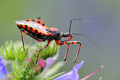 Rhynocoris ira…