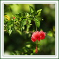 Hibiskus