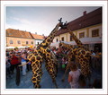 Žirafe dolaze-…