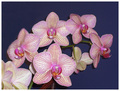 orhideja u pla…