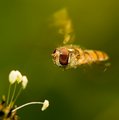 hoverfly