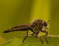 robber fly