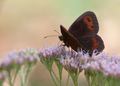 Erebia aethiop…