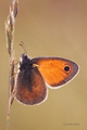 Coenonympha pa…