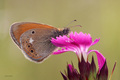 Coenonympha gl…