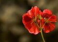 pelargonija