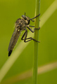 robber fly