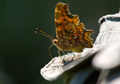 polygonia egea