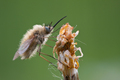 bombylius major